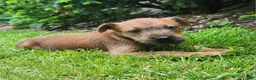 Irish Terrier dogs for sale: Brook - Ad 3