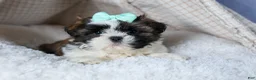 Shih Tzu dogs for sale: HANNAH - Ad 15