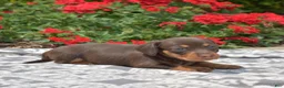 Miniature Dachshund dogs for sale: Viola  - Ad 5