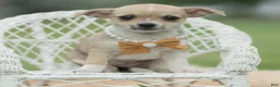 Chihuahua dogs for sale: Papi - Ad 6