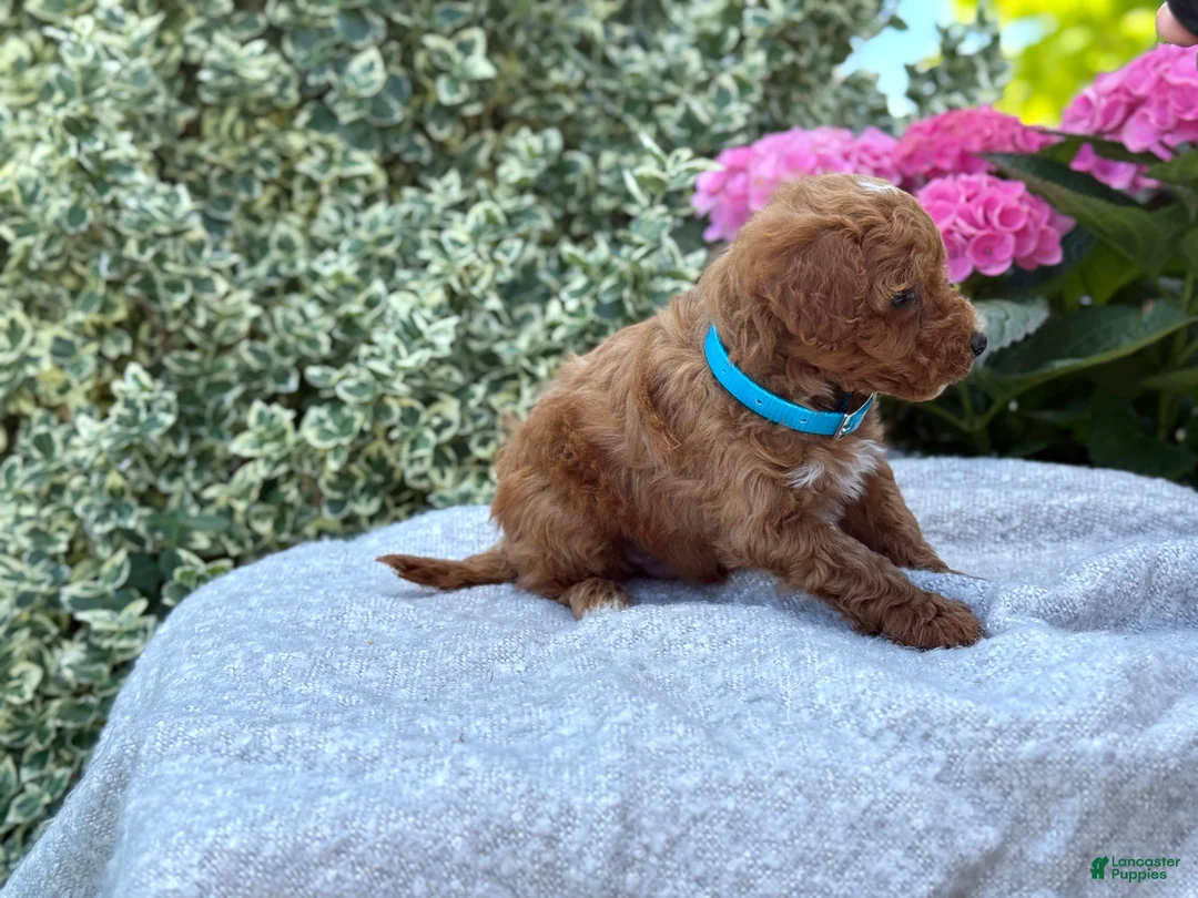 Toy Poodle dogs for sale: Parker - Ad 2
