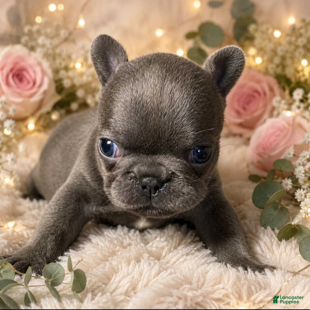 French Bulldog dogs for sale: French Bulldog Puppy 5 - Ad 1