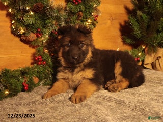 German Shepherd dogs Winterfell - Ad 40