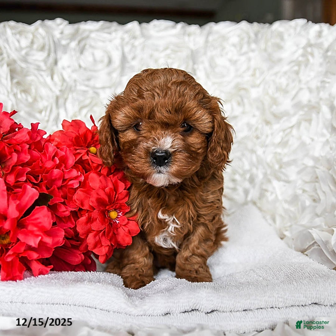 Cavapoo dogs for sale: Holly - Ad 4