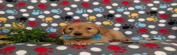 Golden Retriever dogs for sale: Forest - Ad 4