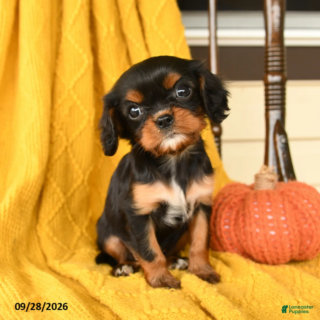 Cavalier King Charles Spaniel dogs for sale: Pip  - Ad 2