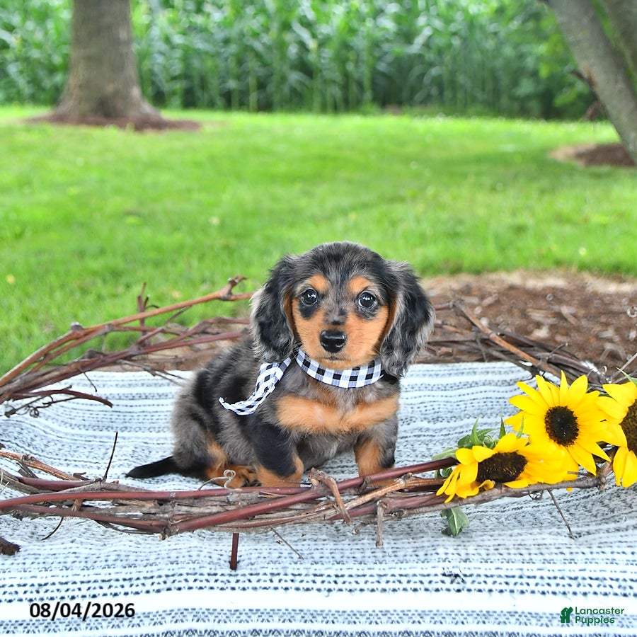 Miniature Dachshund dogs Soldier - Ad 2