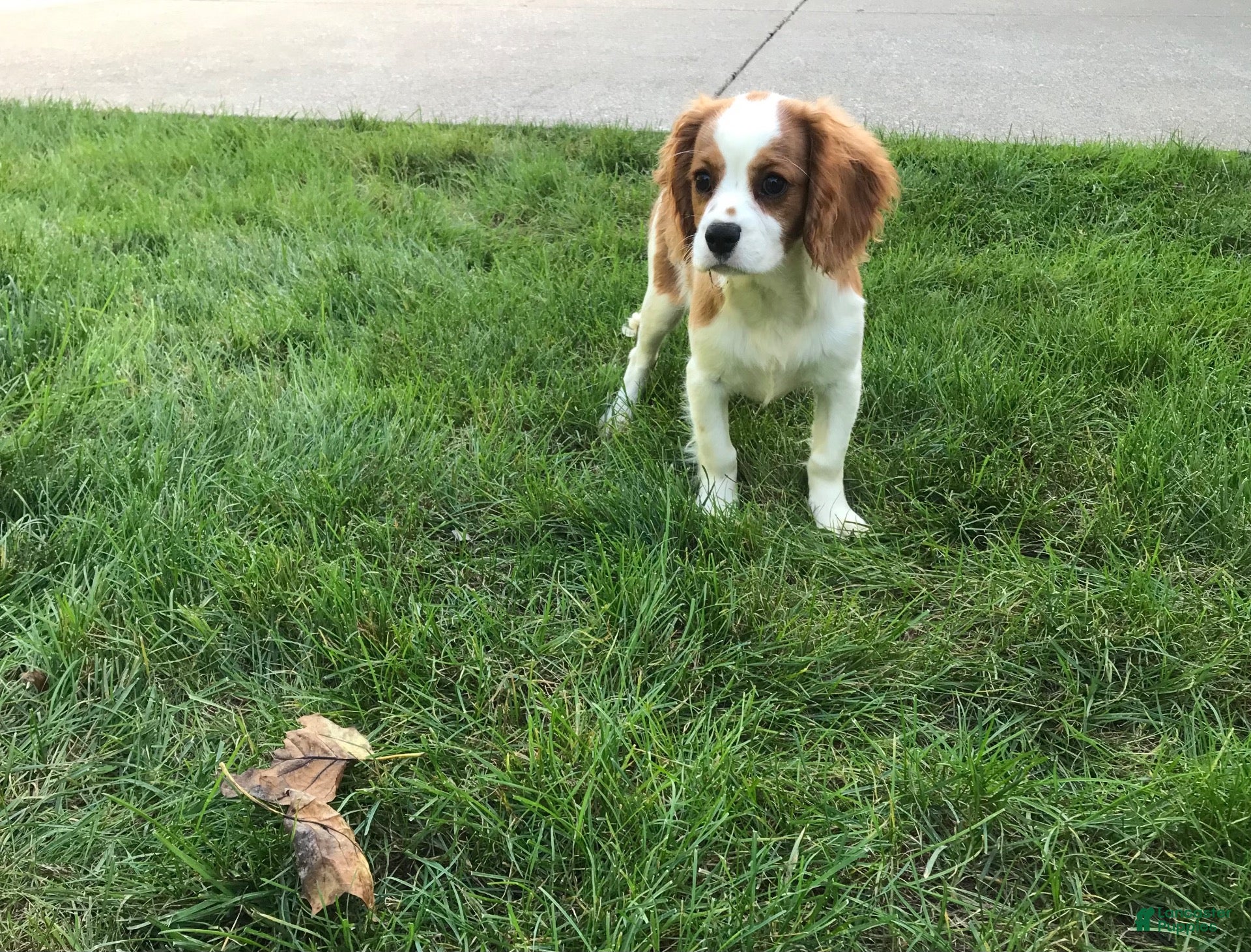Cavalier King Charles Spaniel dogs Cavalier King Charles Spaniel 1 - Ad 2