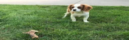 Cavalier King Charles Spaniel dogs for sale: Cavalier King Charles Spaniel 1 - Ad 6