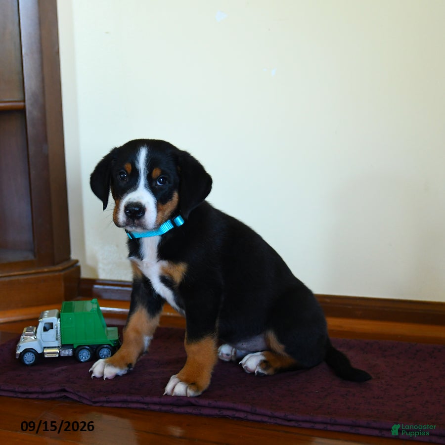 Greater Swiss Mountain Dog dogs Zion - Ad 2