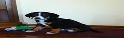 Greater Swiss Mountain Dog dogs for sale: Zion - Ad 2