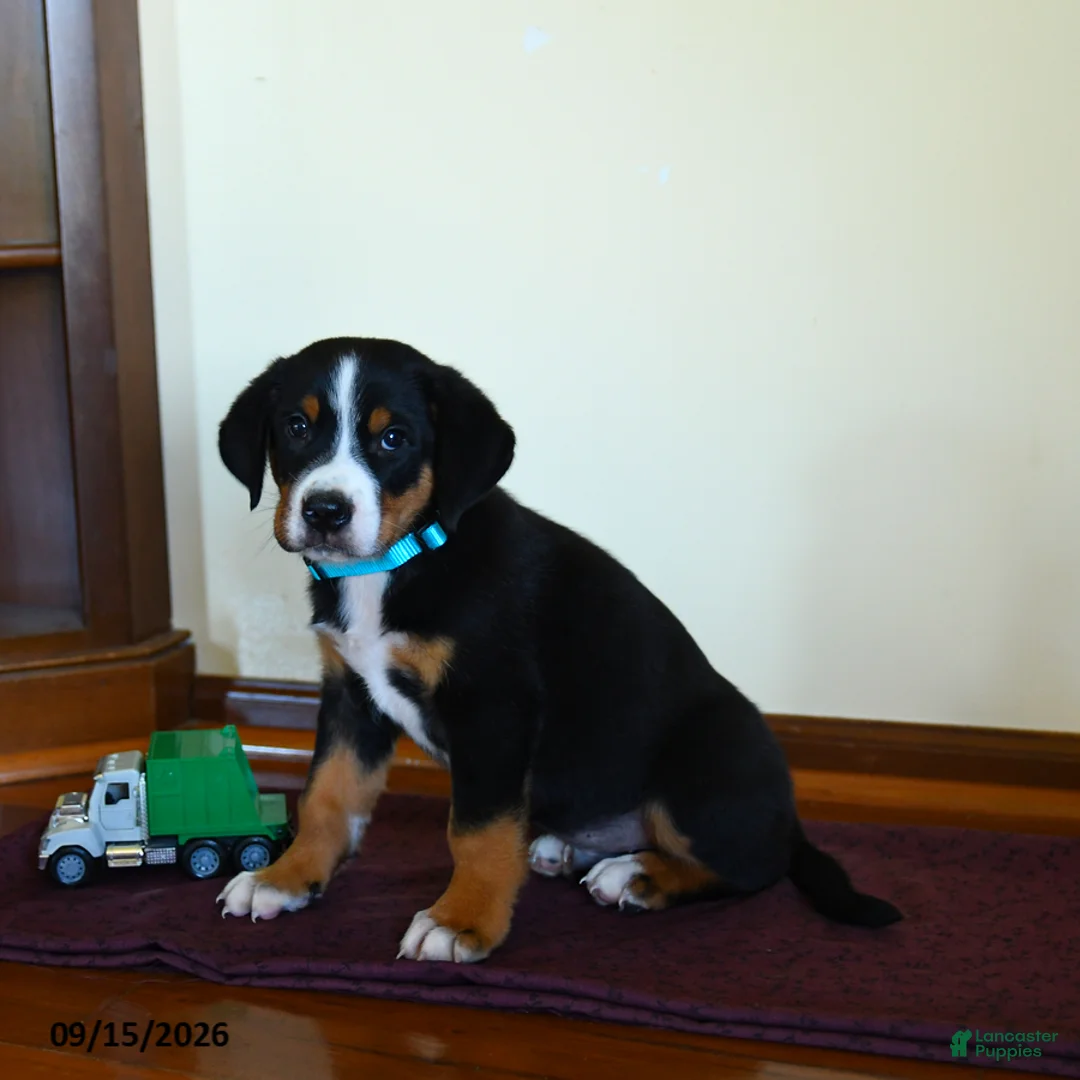 Greater Swiss Mountain Dog dogs for sale: Zion - Ad 2