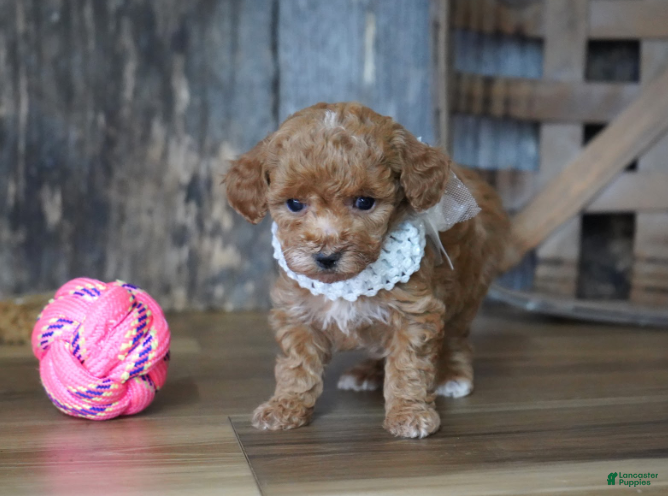 Maltipoo dogs Baily - Ad 1