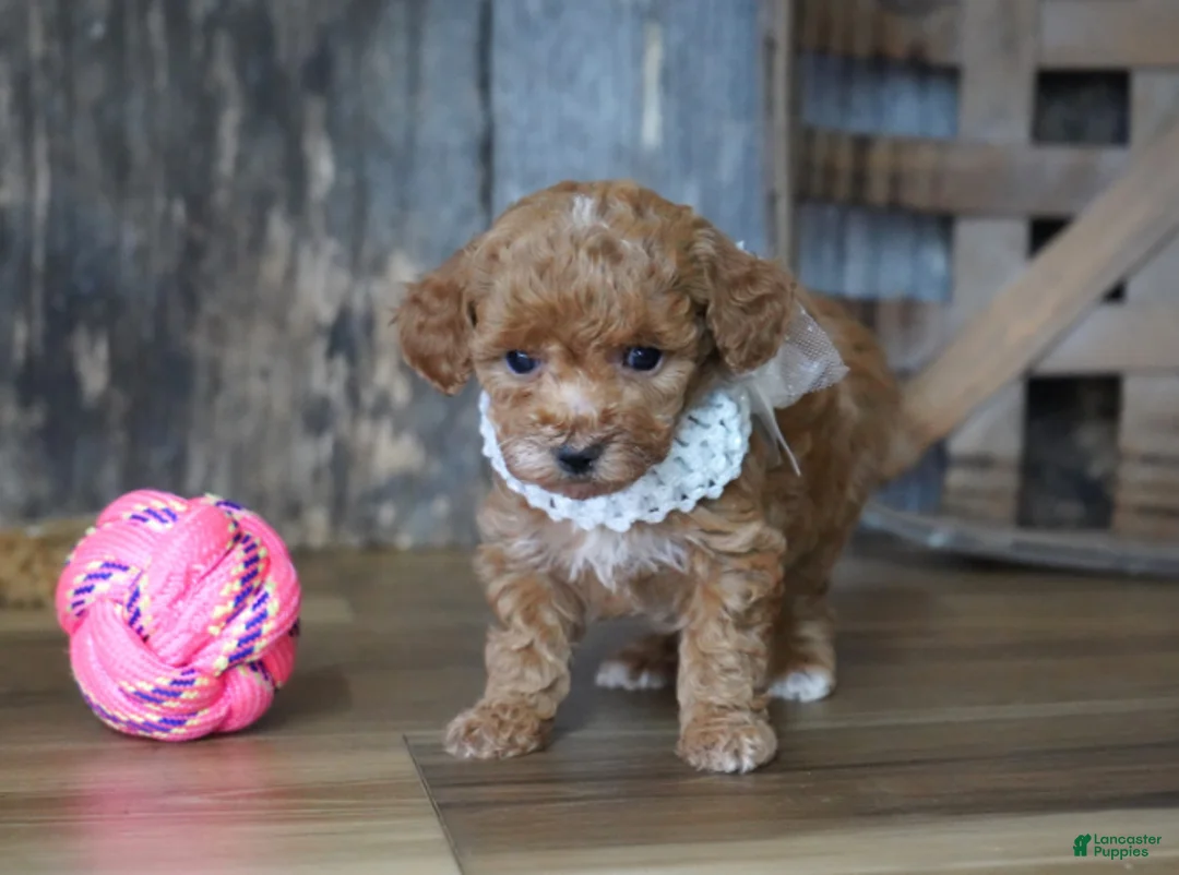 Maltipoo dogs for sale: Baily - Ad 1