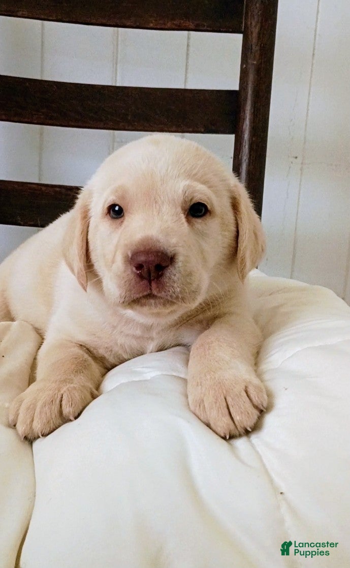 Labrador Retriever dogs Labrador Retriever Puppy 5 - Ad 2