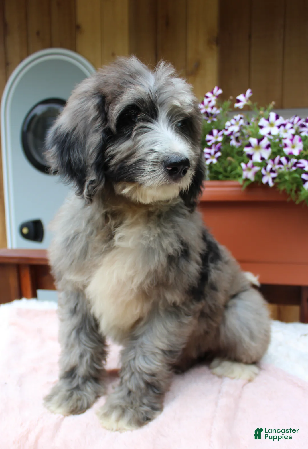 Bernedoodle dogs for sale: Grace - Ad 2
