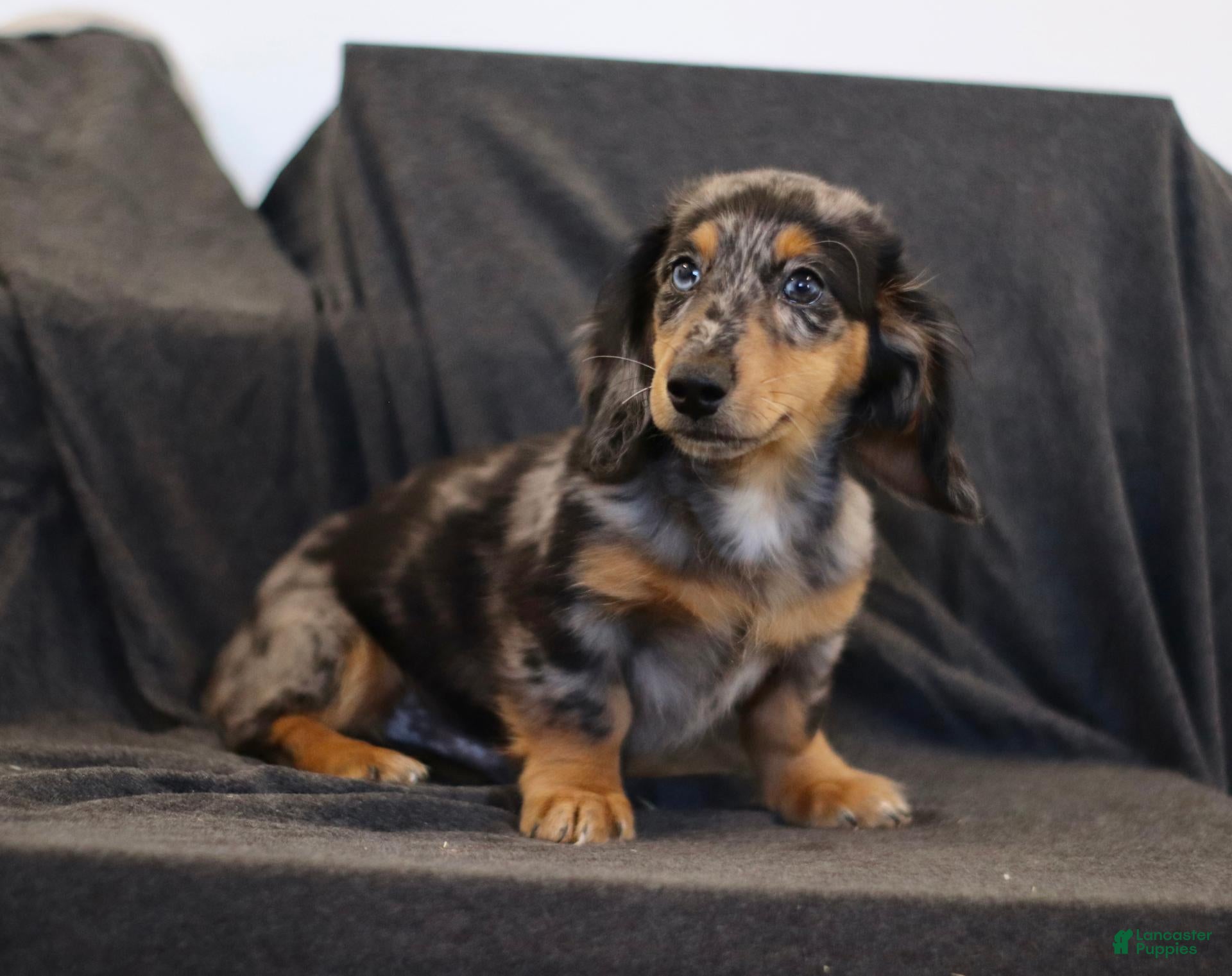 Miniature Dachshund dogs Gordon - Ad 1