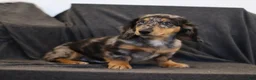 Miniature Dachshund dogs for sale: Gordon - Ad 1