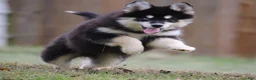 Pomsky dogs for sale: Sylveon - Ad 3
