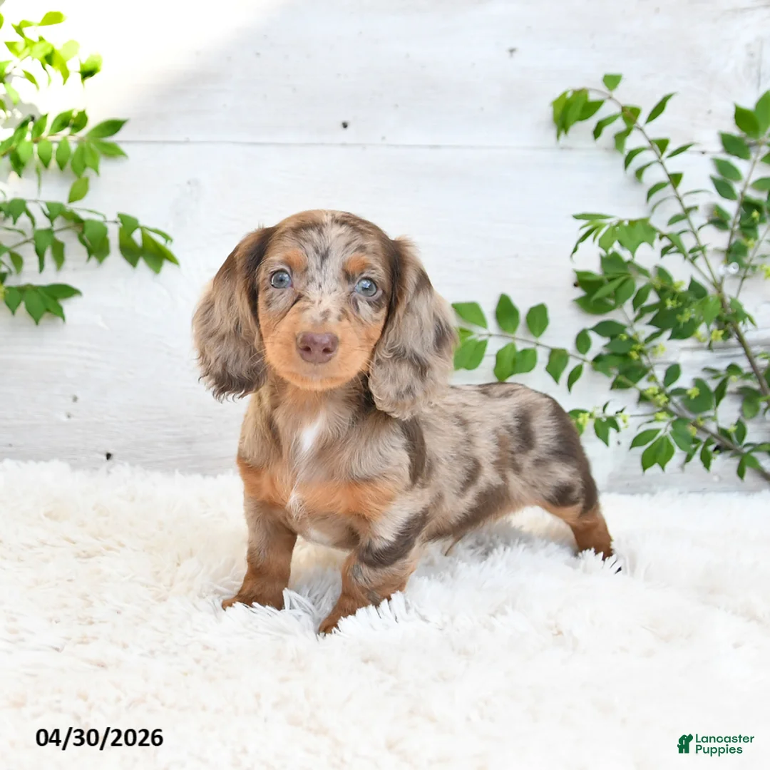 Miniature Dachshund dogs for sale: Maverick - Ad 1