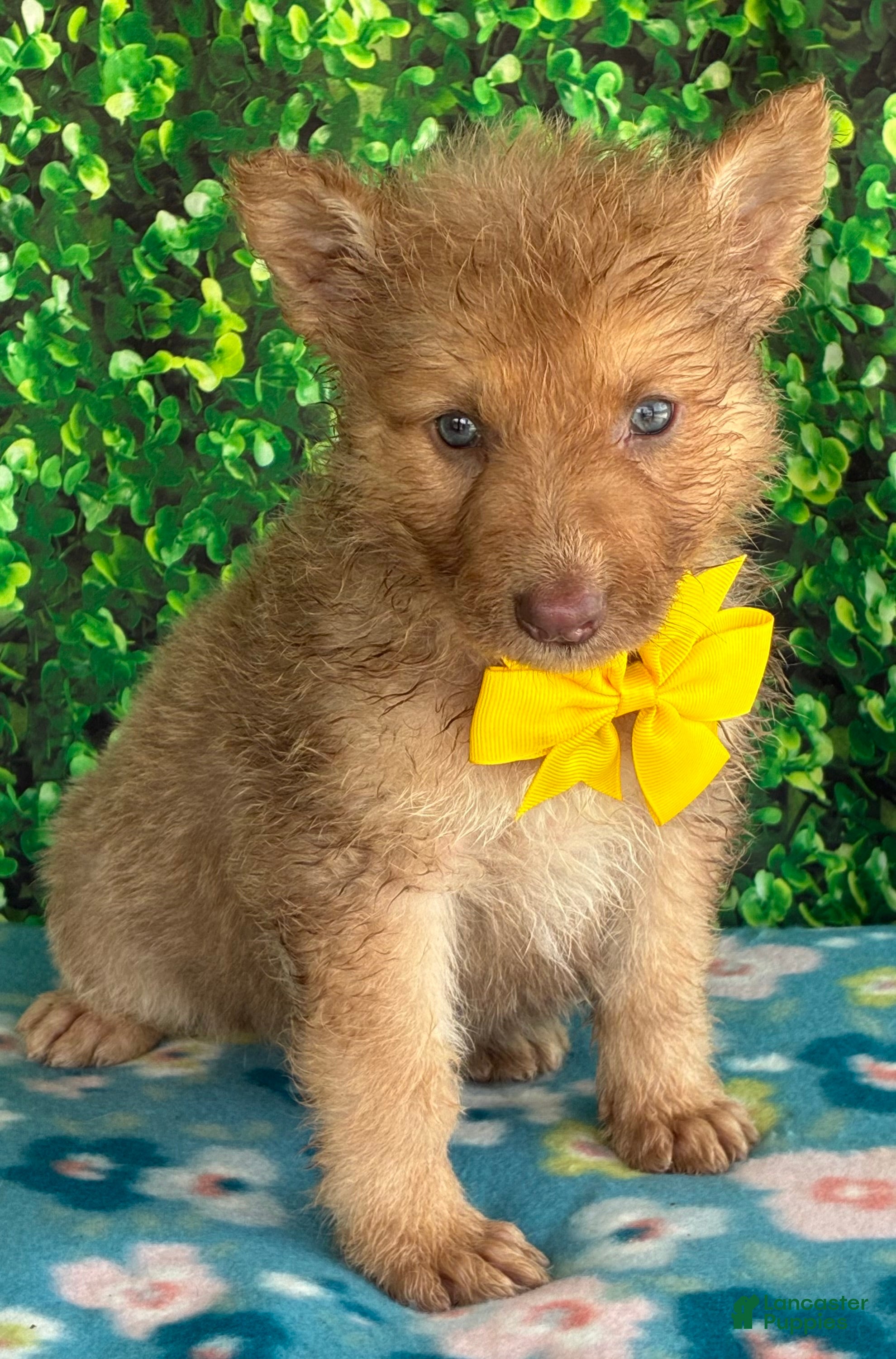 German Shepherd dogs Yellow bow  - Ad 22