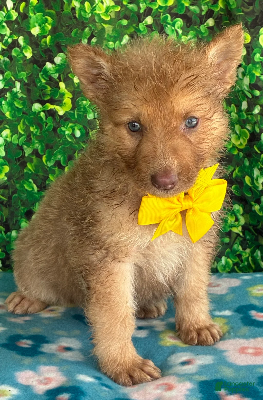 German Shepherd dogs for sale: Yellow bow  - Ad 1