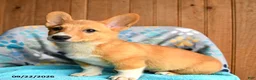 Welsh Corgi Pembroke dogs for sale: Pickles - Ad 4