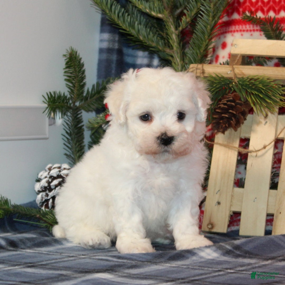 Bichon Frise dogs for sale: Icicle - Ad 4