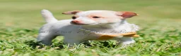 Chihuahua dogs for sale: Sushi AKC - Ad 6