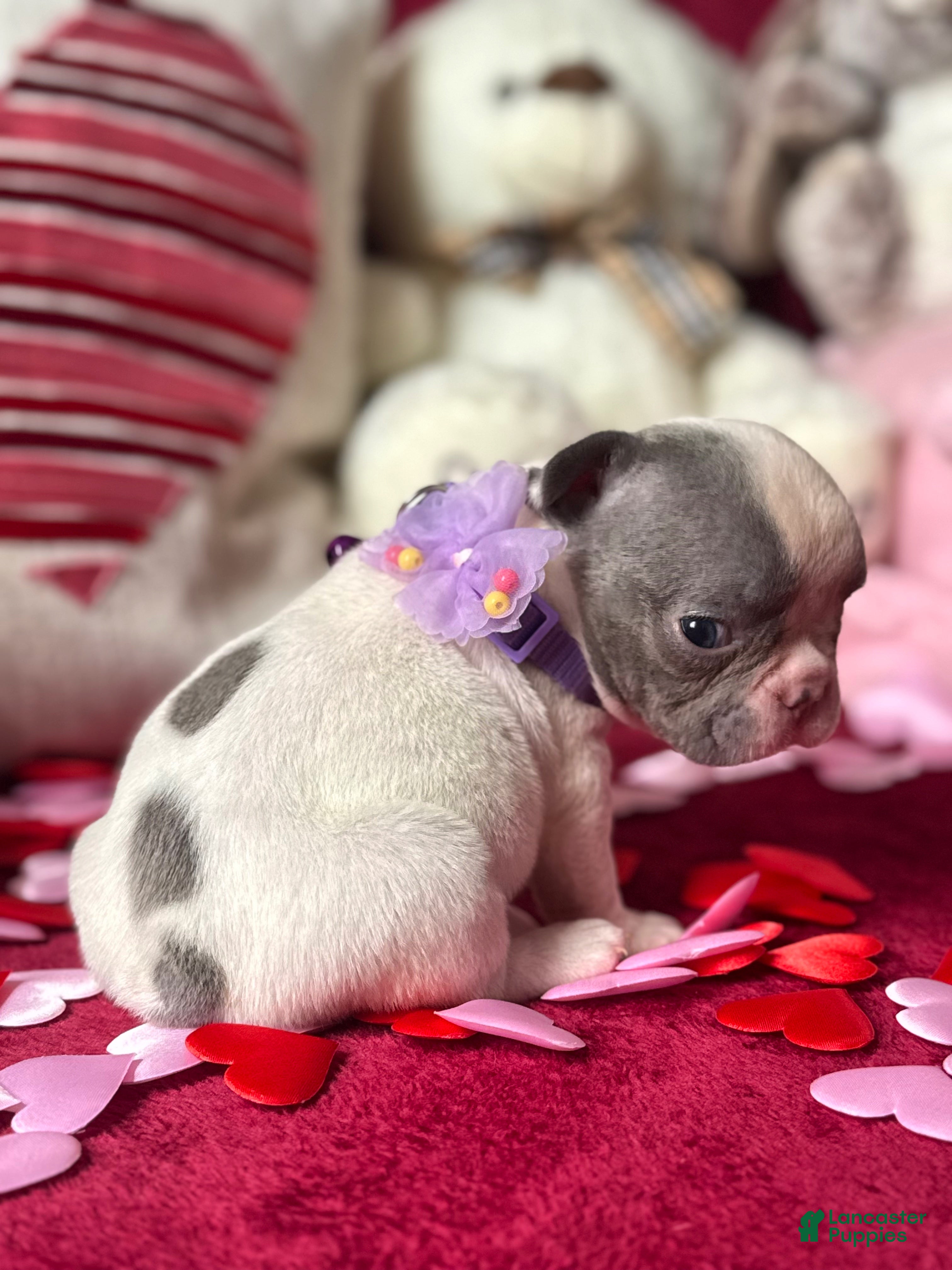 French Bulldog dogs French Bulldog Puppy 4 - Ad 2