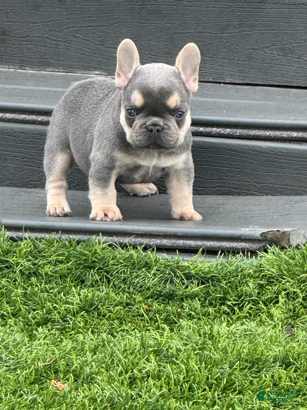 French Bulldog dogs for sale: French Bulldog Puppy 3 - Ad 3