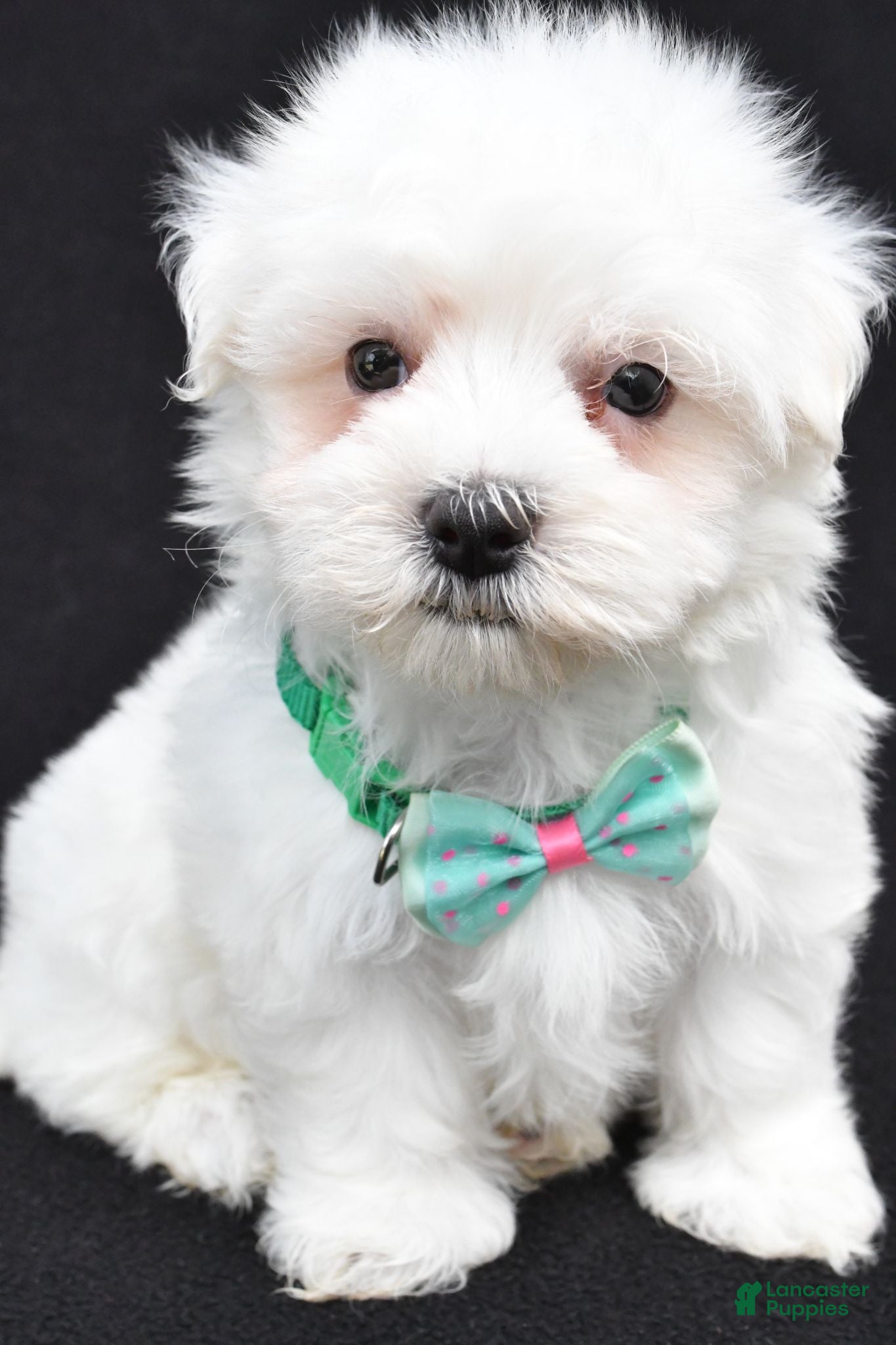 Maltese dogs Tripp - Ad 1
