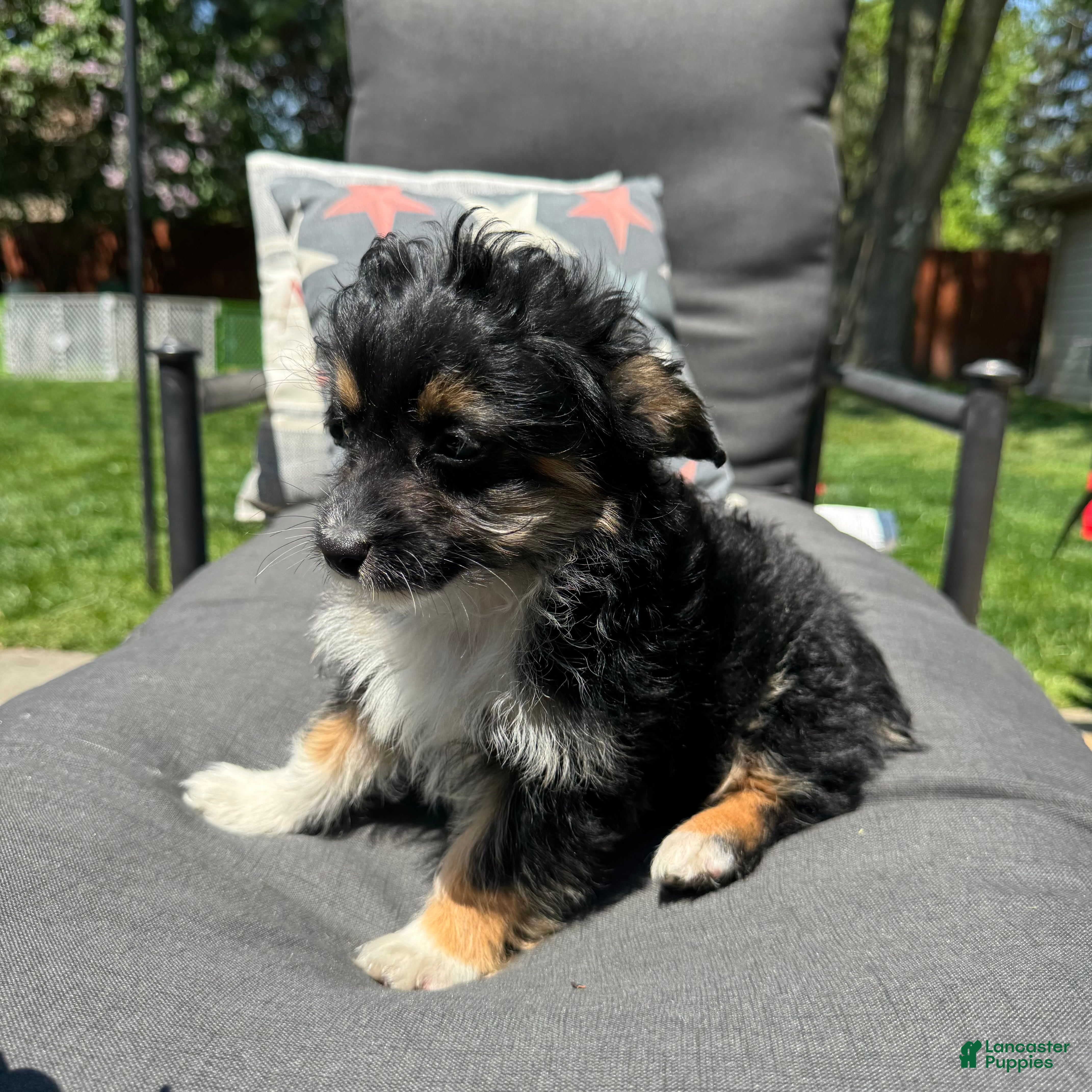 Mixed Breed dogs 1 Willy  - Ad 18