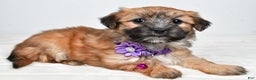 Morkie dogs for sale: Nina - Ad 2