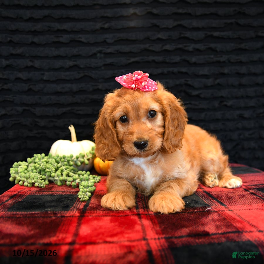 Cavapoo dogs Ocean - Ad 2