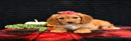 Cavapoo dogs for sale: Ocean - Ad 2