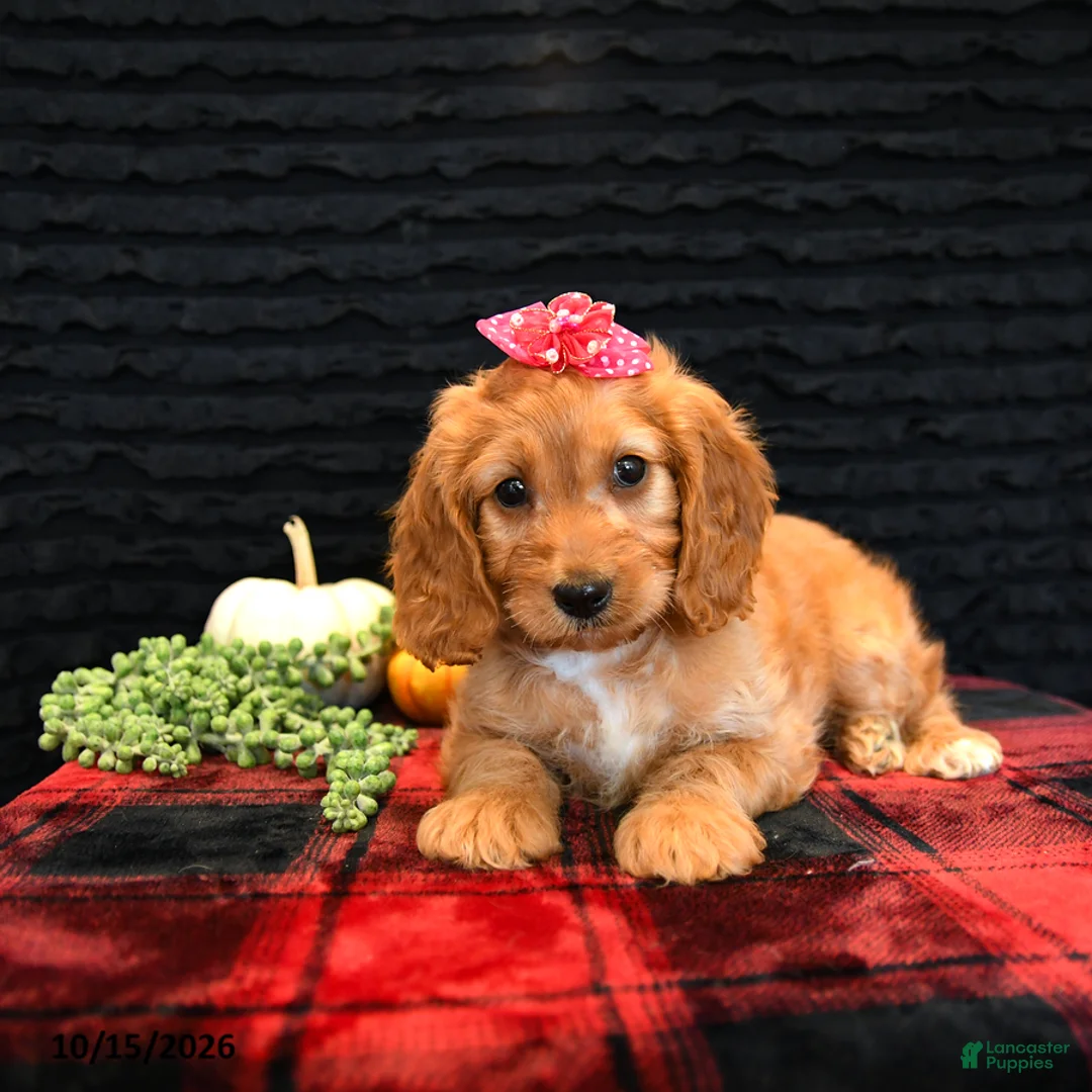 Cavapoo dogs for sale: Ocean - Ad 2
