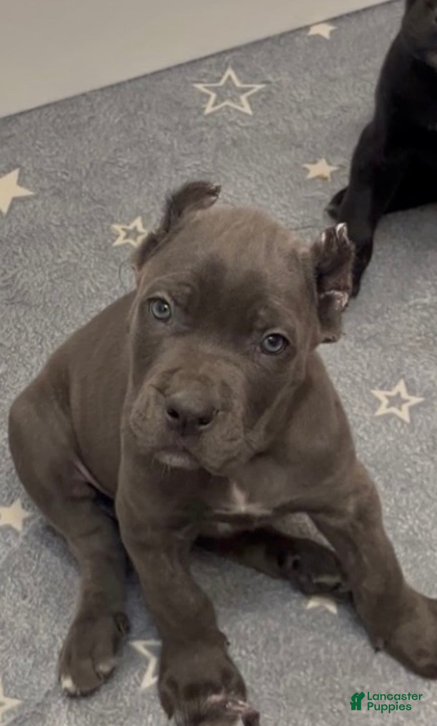 Cane Corso dogs West  - Ad 2