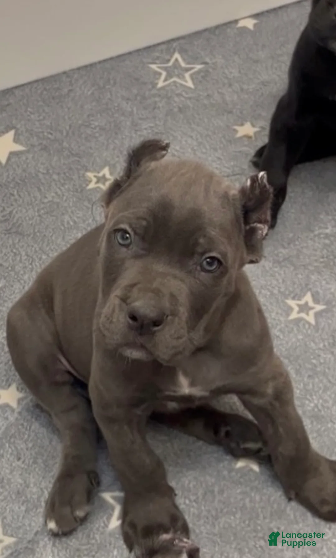 Cane Corso dogs for sale: West  - Ad 2