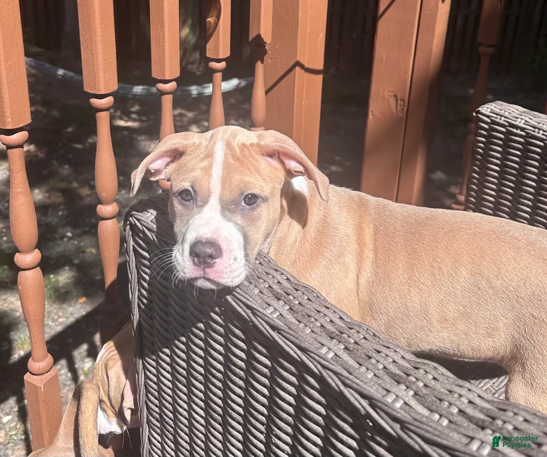 Mixed Breed dogs for sale: Delilah - Ad 2