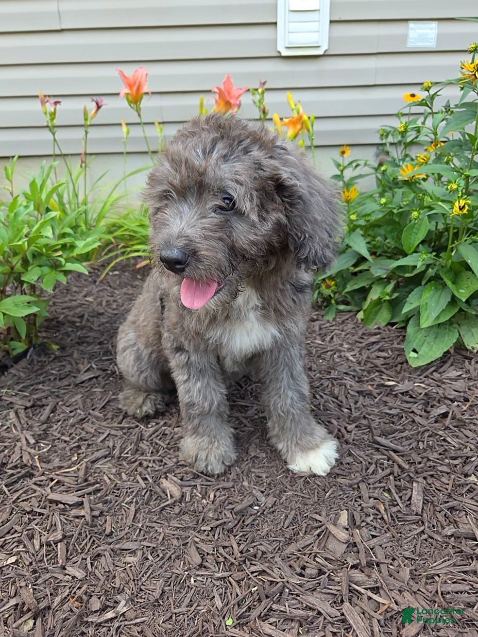 Aussiedoodle dogs Daisy - Ad 2