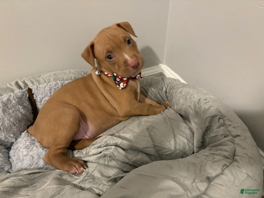 American Pit Bull Terrier dogs for sale: Amber - Ad 12