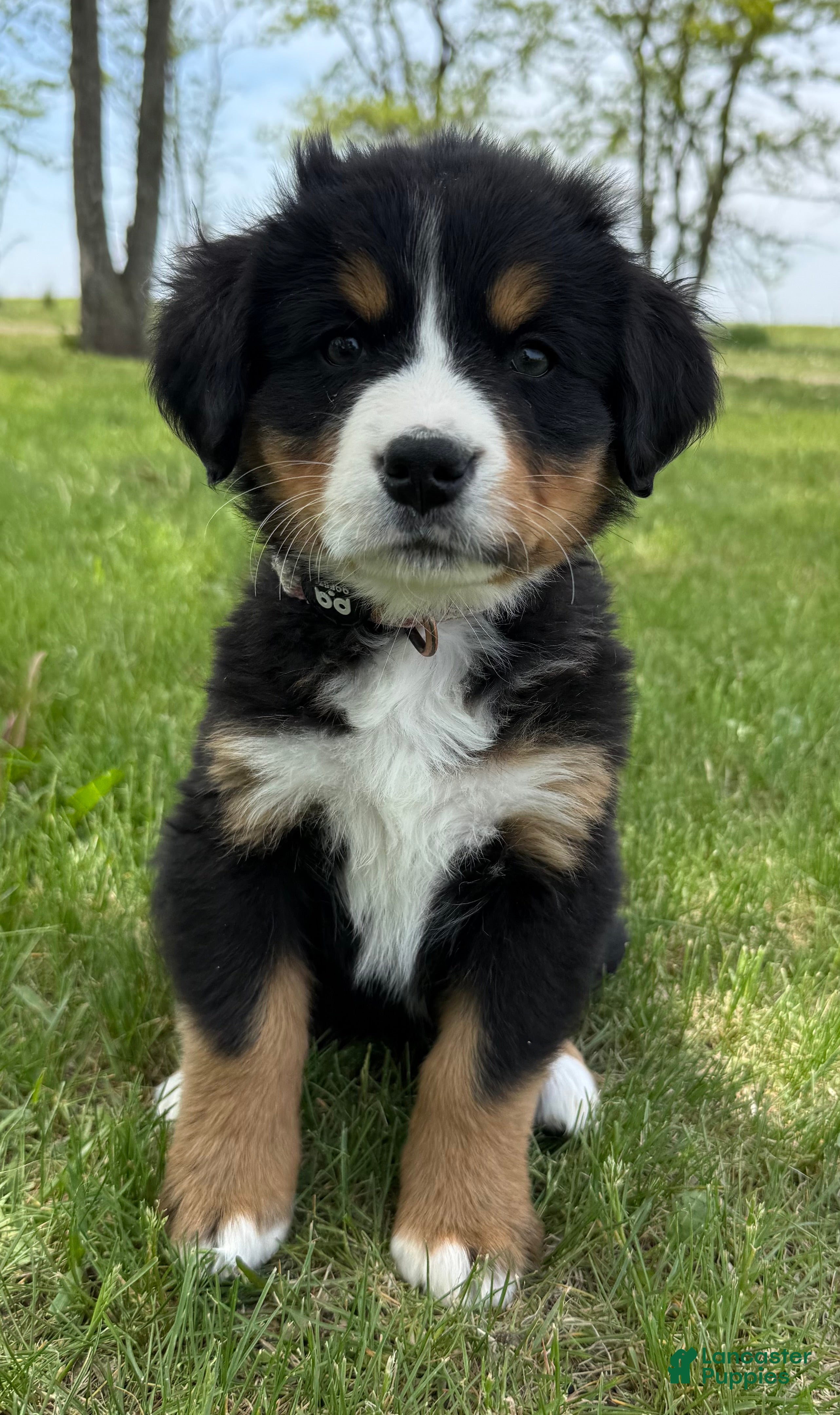 Bernese Mountain Dog dogs Wildflower - Ad 2