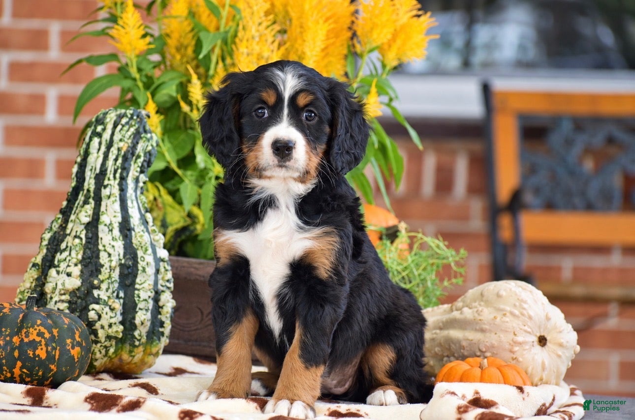 Miniature Bernese Mountain Dog dogs Lisa - Ad 1