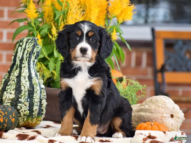 Miniature Bernese Mountain Dog dogs Lisa - Ad 1