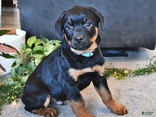 Rottweiler dogs - Ad 34