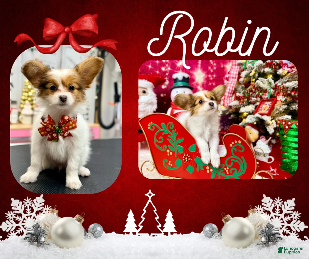 Papillon dogs for sale: Robin - Ad 2