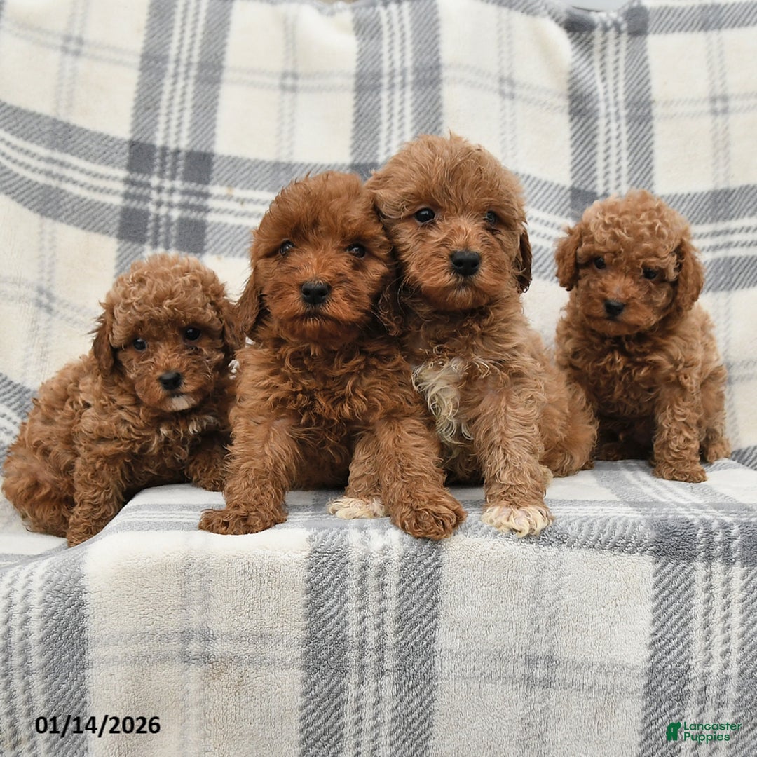 Miniature Poodle dogs for sale: Jasper - Ad 2