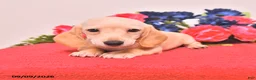 Miniature Dachshund dogs for sale: Wesley - Ad 3