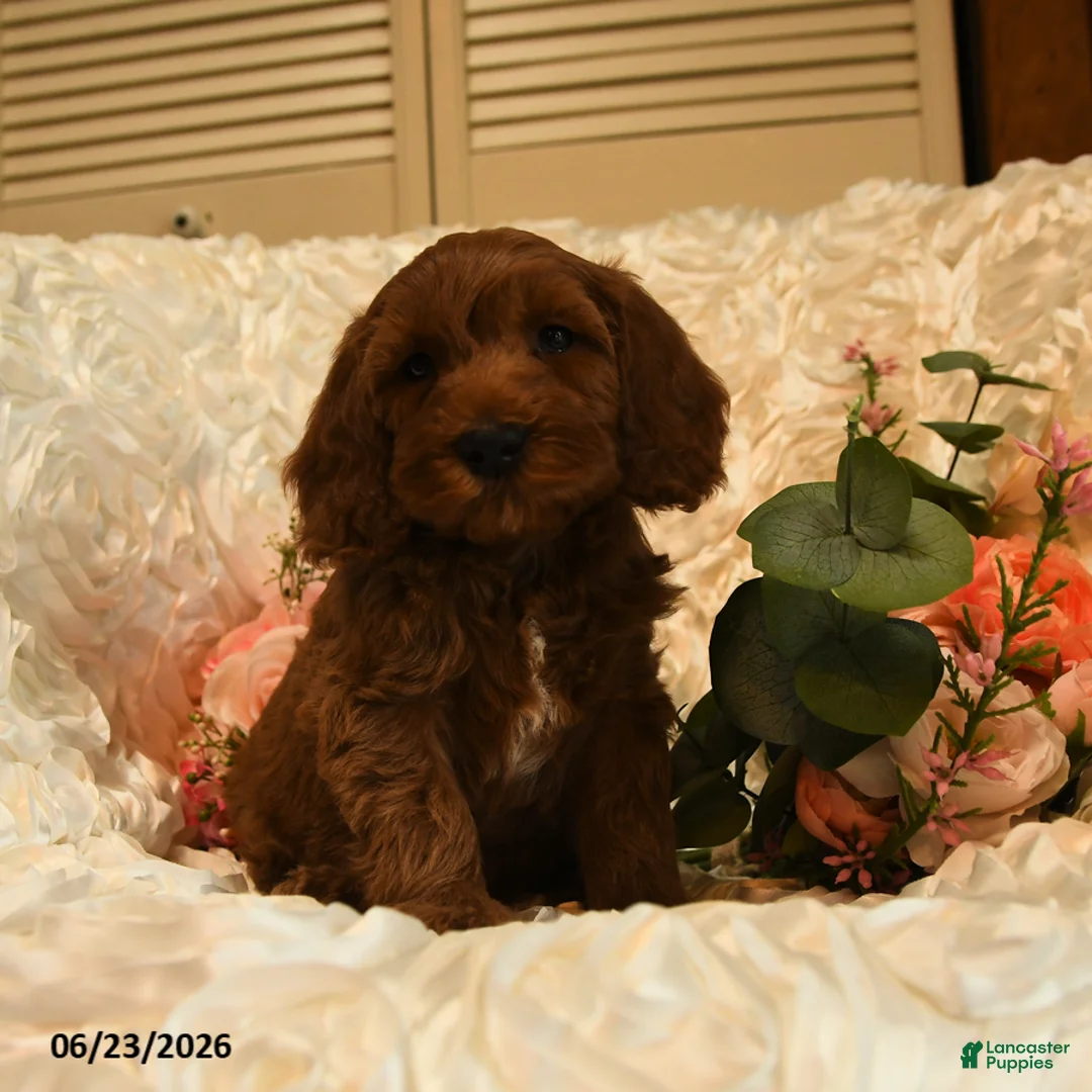 Mini Goldendoodle dogs for sale: Gus - Ad 5